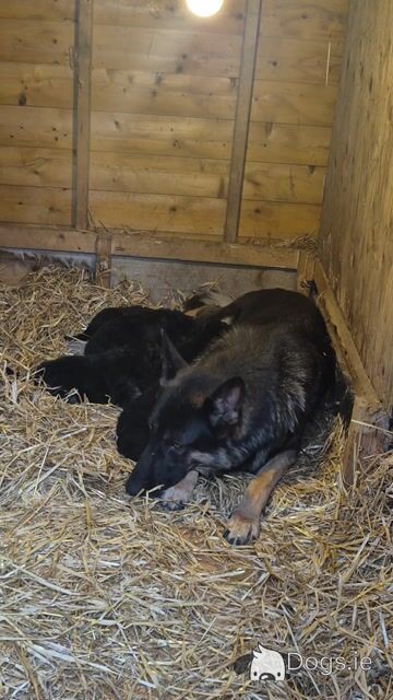 Female German Shepherd - Video