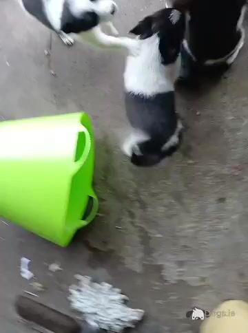 Border Collie puppies for sale in Kerry - Video