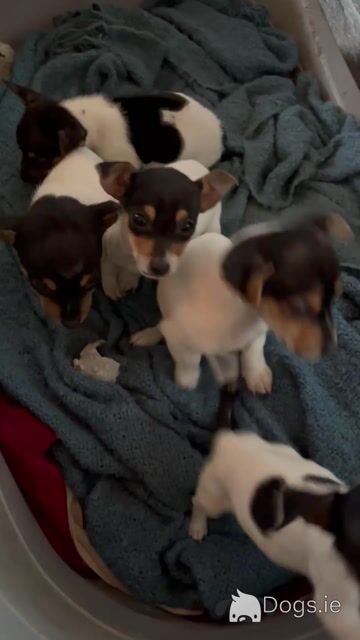 Tri Colour Jack Russell pups in Leitrim - Video