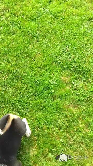 Beagles puppies for sale in Wexford - Video