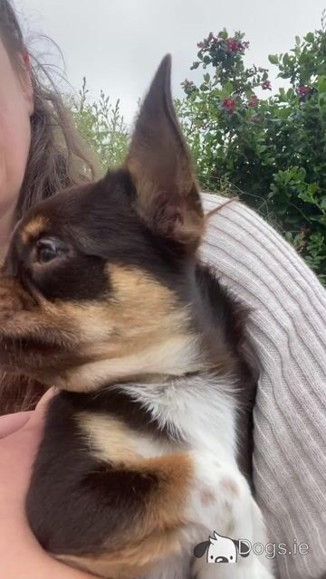 ⭐️IKC Registered (pending) chocolate & tan female Chihuahua puppy 8 months old ⭐️ - Video