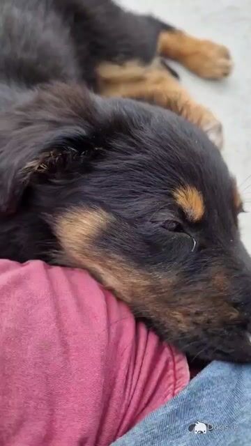 Border Collie x German Shepherd puppies in Carlow - Video