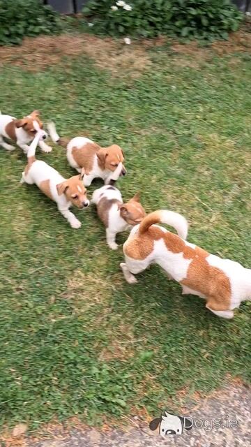 Mini Jack Russell puppies in Down - Video