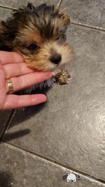 🐶❤️ Beautiful female Yorkshire Terrier puppy for sale in Clare – €700 - Video