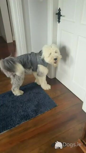 Beautiful male Old English Sheepdog in Galway - Video