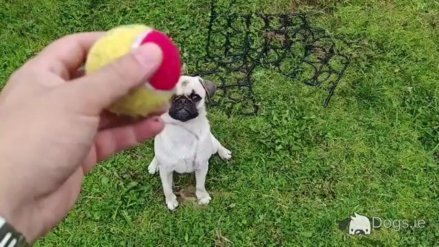 Very friendly male Pug puppy 6 months old  in Louth - Video