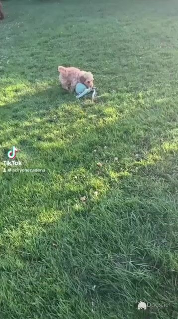 Golden male Cavapoo puppy in Cork - Video