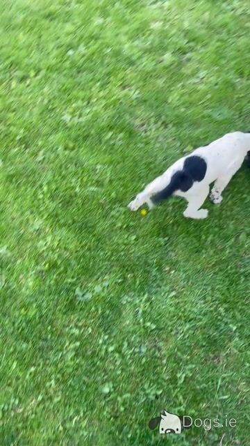 IKC Registered English Springer spaniels 2 female's - Video