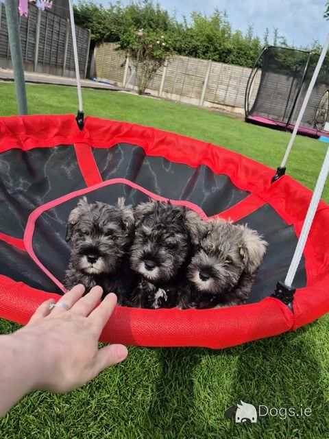All reserved!!! Miniature Schnauzer puppies (parents Health Tested & Clear) - Video