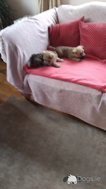 Cairn Terrier puppies in Longford - Video