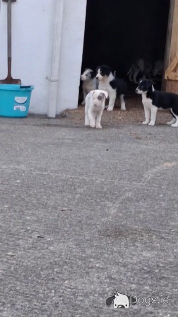 4 Beautiful Blue Merle Collie puppies left for sale in Cavan - Video