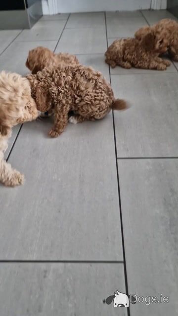 Only one female Cavapoo puppy left in Wexford - Video