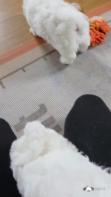 Maltese x Bichon Frise puppies - Video