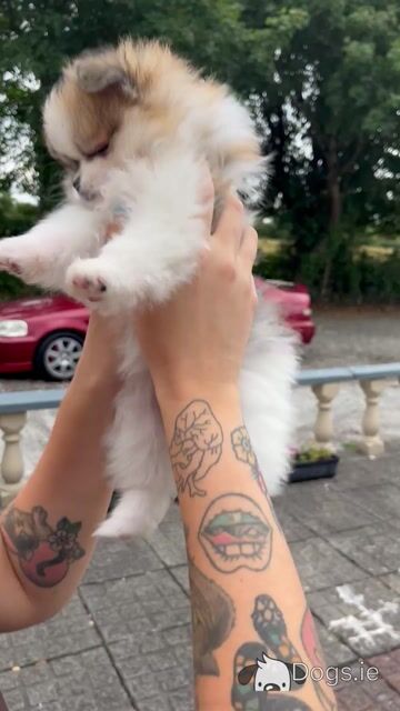 Beautiful Pomeranian puppies 🐶IKC registered only one remaining - Video