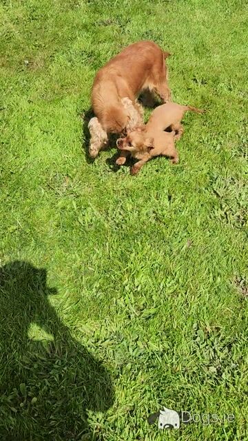 Cockalier puppies (Cocker Spaniel x Cavalier King Charles) in Cork - Video