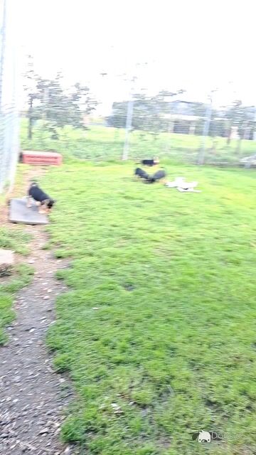 Jack Russell puppies in Laois - Video