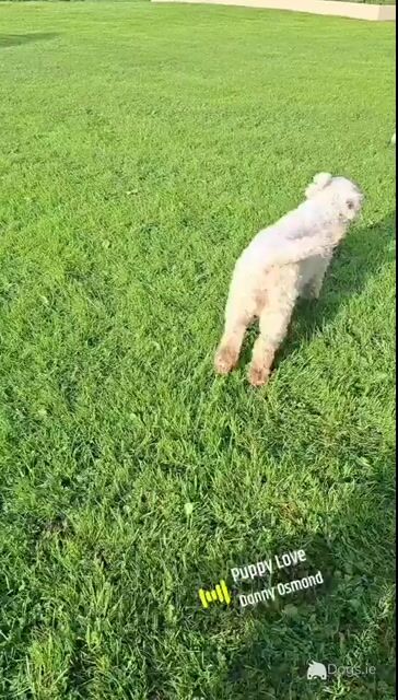 Beautiful Shichon Puppies - Video