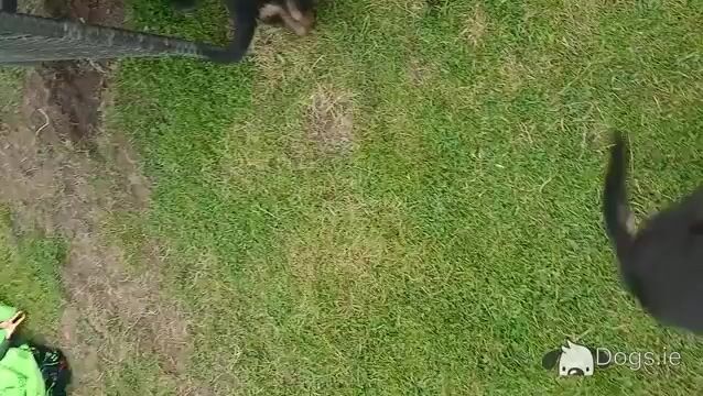 German Shepherd puppies in Offaly - Video