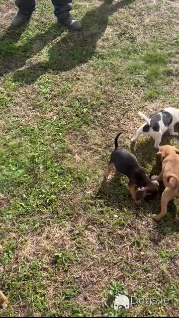 Beautiful 14 week old Beagle x Jack Russell puppies for sale in Laois - Video