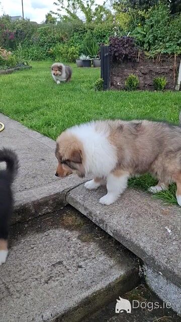 Rough Collie pups, IKC Registered - Video