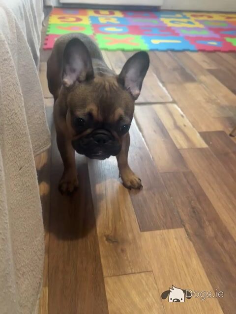 Female Frenchie EABKC - Video