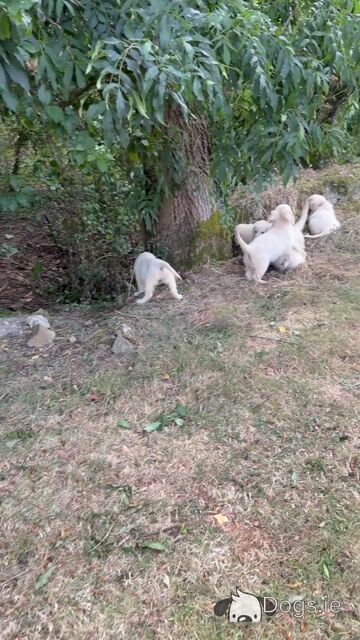 Gorgeous Golden Retriever puppies in Cork - IKC Pending - Video