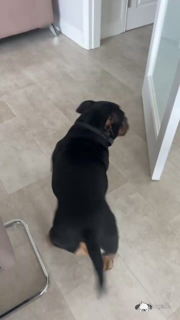Kylo is a male Pocket Bully adult dog in Cork - Video
