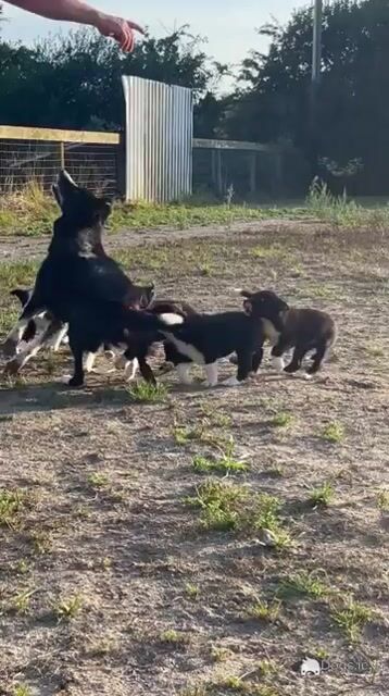Border Collie pups - Video