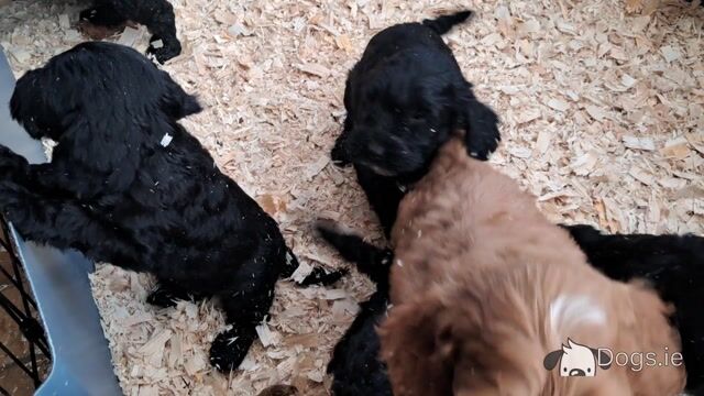 F1 Cockapoo puppies in Cork - Video