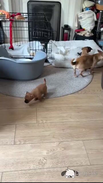 4 Beautiful Female Jack Russell Puppies  in Dublin - Video