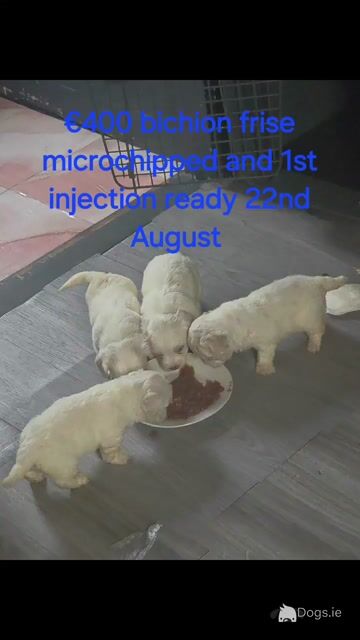Bichon Frise puppies - Video