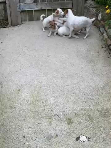 Jack Russell puppies for sale in Wexford - Video
