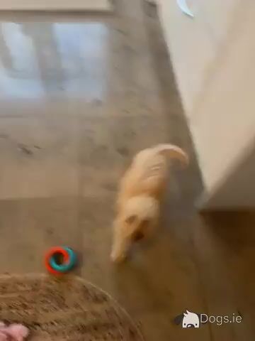 Female Cockapoo puppy in Meath - Video