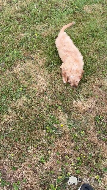 Beautiful Cockapoo puppies in Wexford - Video