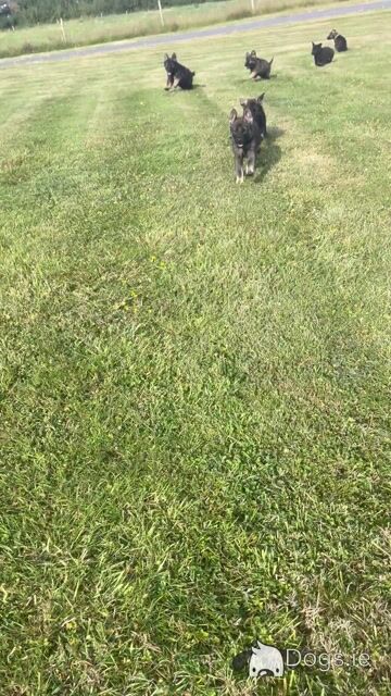 Current Best of Breed National Champion Elite German Shepherd puppies.Parents Hip Scored - Video