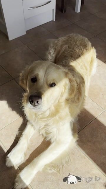 Gorgeous Golden Retriever IKC Registered available for stud in Mayo - Video