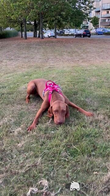 Ron is a 9 month old male Hungarian Vizsla puppy for Rehoming to the Right Family - Video