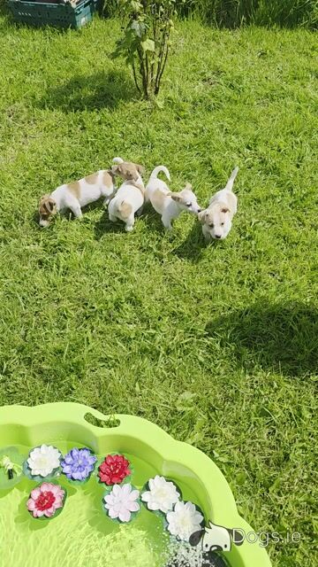 Jack Russell puppies in Roscommon - Video