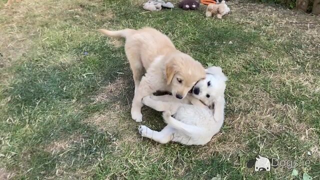 Fluffy Happy Golden Retriever puppies in Wicklow - Video