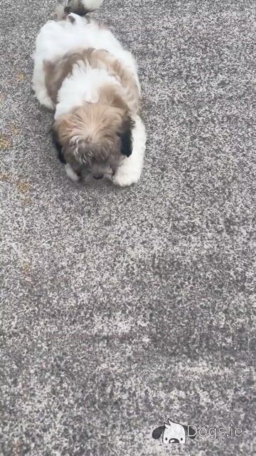 Teddy Bear puppies in Cavan 😍 (video included) - Video