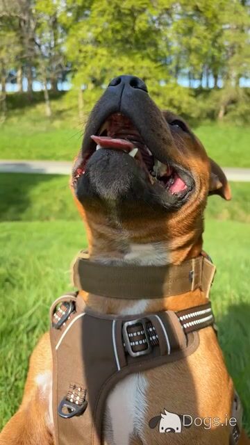 IKC Registered English Staffordshire Bull Terrier Champion breed - Video
