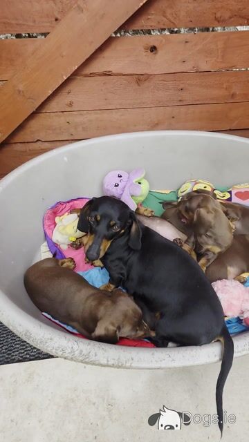 IKC Registered (pending) Miniature Smooth Haired Dachshund puppies for sale in Tipperary - €1300 - Video