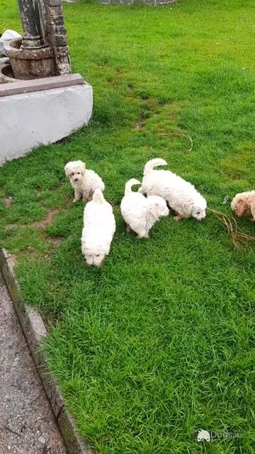 2 Purebred Miniature Poodle puppies puppies in Mayo - Video