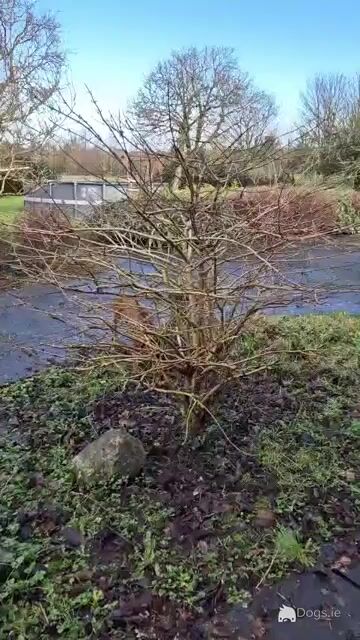 4 Beautiful Rhodesian Ridgeback puppies 6 months old in Wexford - Video