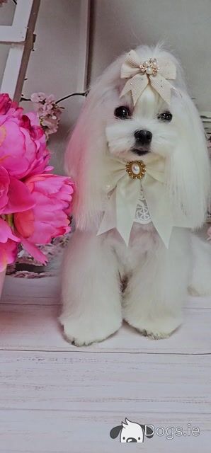 IKC Registered (pending) Maltese puppies in Dublin - Video