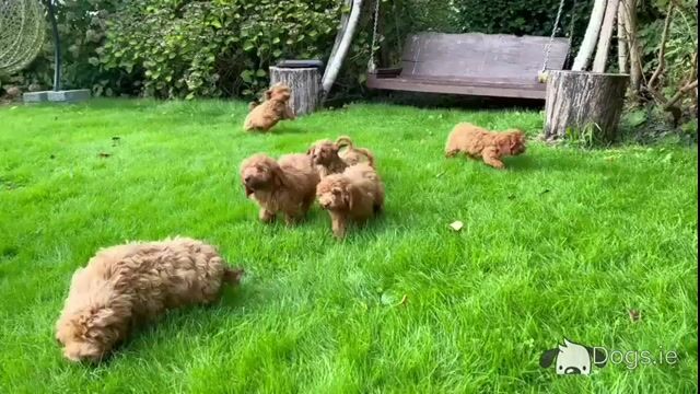 Cockapoo Puppies🐶 in Wicklow - Video