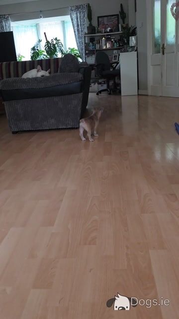 Purebred French Bulldog puppies in Carlow - Video
