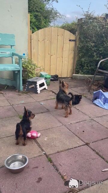 Yorkshire Terrier puppies in Monaghan €550 - Video