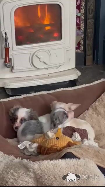 Beautiful Chihuahua x Dachshund puppies in West Limerick - Video