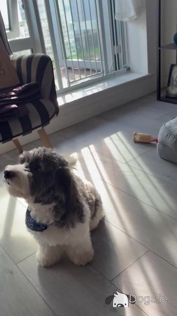 Lovely Friendly male puppy for sale (Bichon x Maltese x Shih Tzu) in Cork - Video